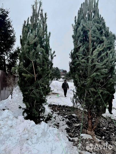 Саженец сосны 282 см