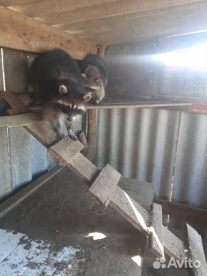 Вольерные еноты