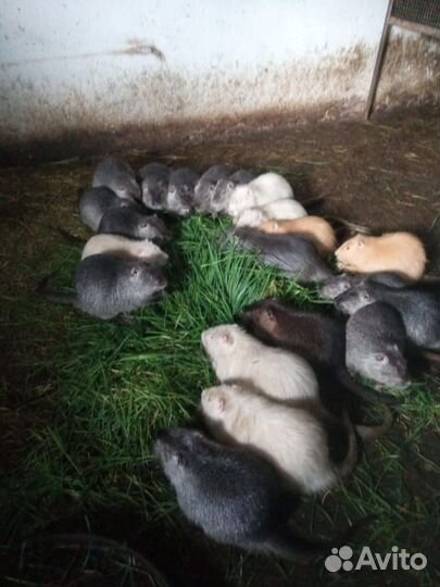 Нутрии продать