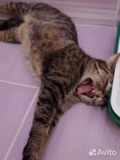 Кисю в добрые ручки