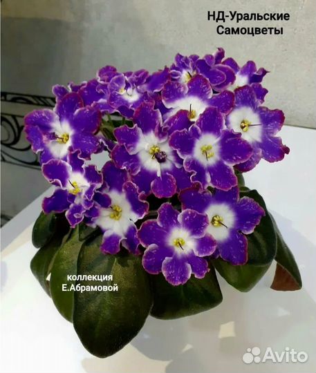 Сортовые фиалки