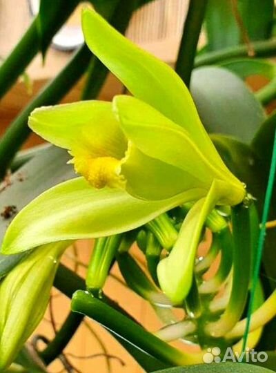 Редчайшая орхидея ваниль,стручки ванили
