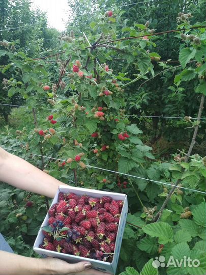 Саженцы малины ежемалины