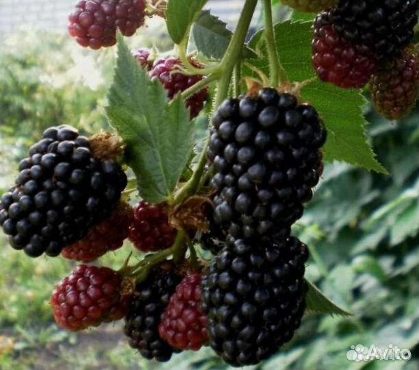 Ежевика Агавам (с шипами). Бронь до 30 июля