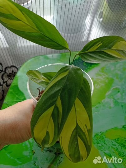 Калатея ктенанта