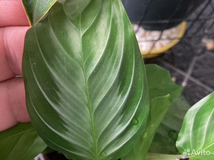 Маранта сильвербенд беложильчатая