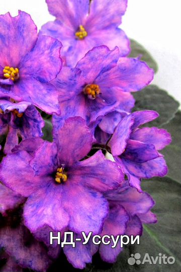 Фиалки набор 