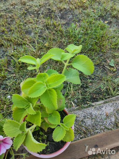 Японская мята. Рассада