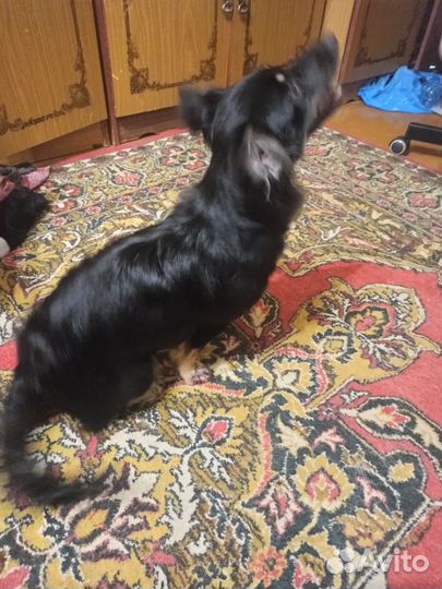 Собака девочка