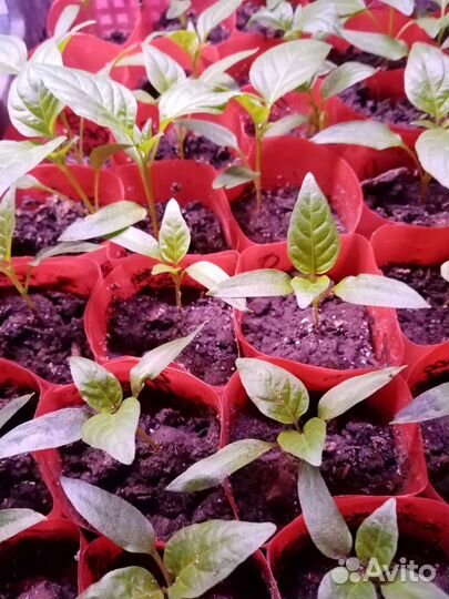 Рассада острого перца