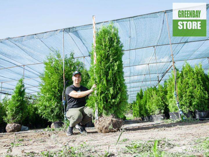 Туи колумна 1,8 м свежая копка 2023