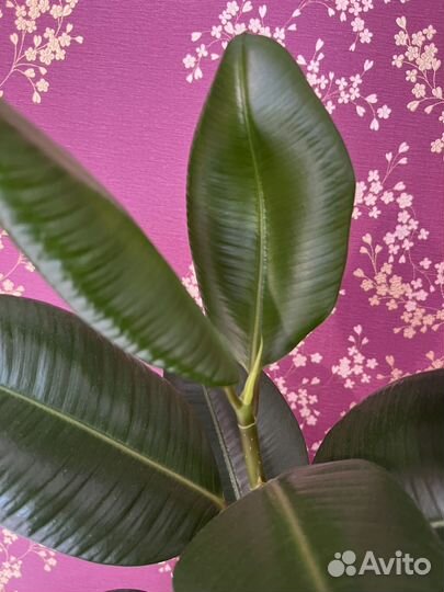 Фикус каучуконосный