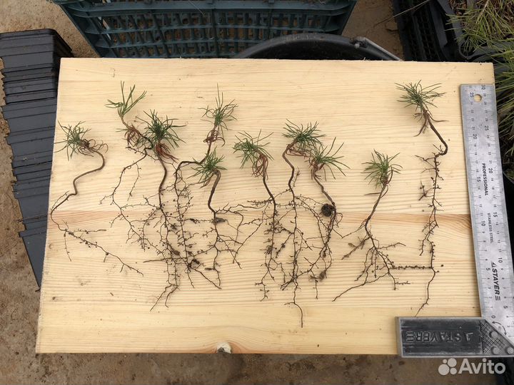 Саженцы кедра