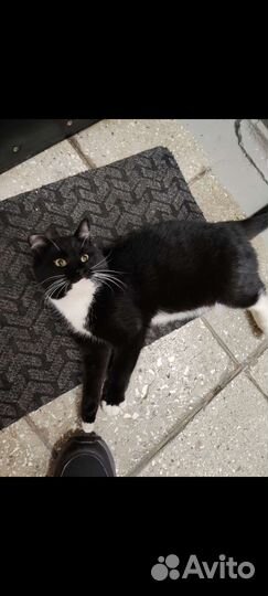 Красивый кот ищет любящую семью