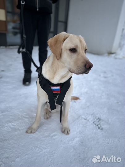 Лабрадор (9 месяцев)