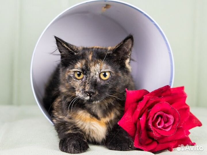 Кошечка в добрые руки,4,5 месяца