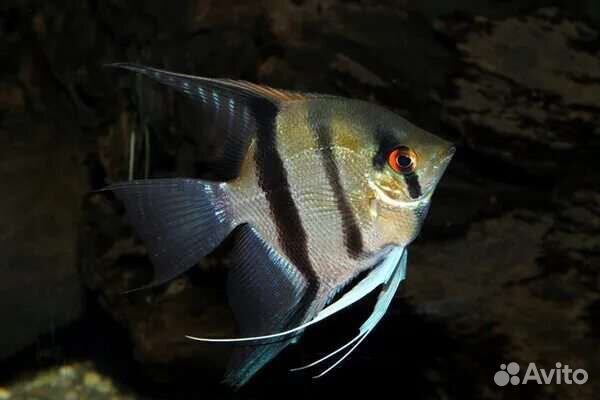 Рыбки Скалярии