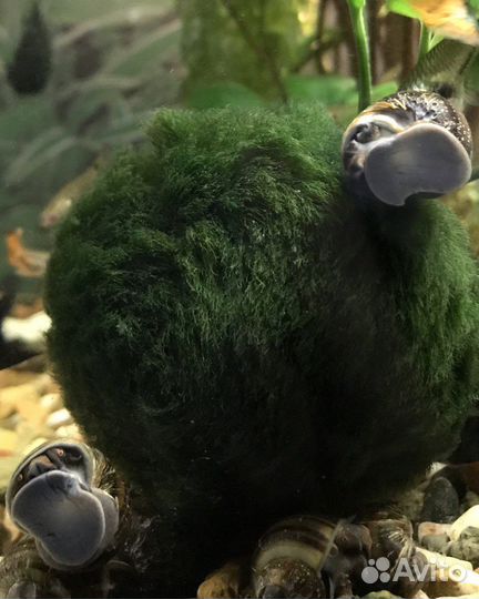 Улитки ампулярии