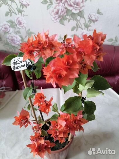 Бугенвилии махровые