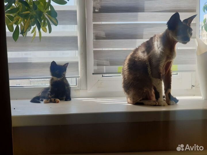 Кошки в добрые руки бесплатно