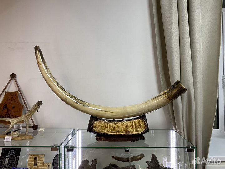 Бивень мамонта