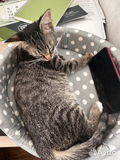 Когтеточка столбик и лежанка