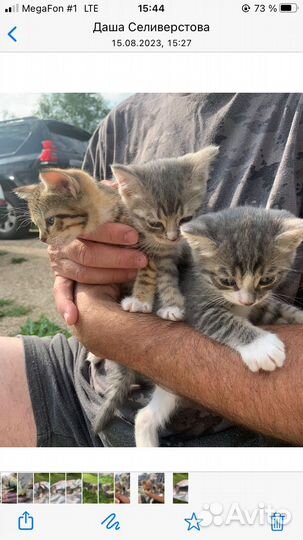 Котики