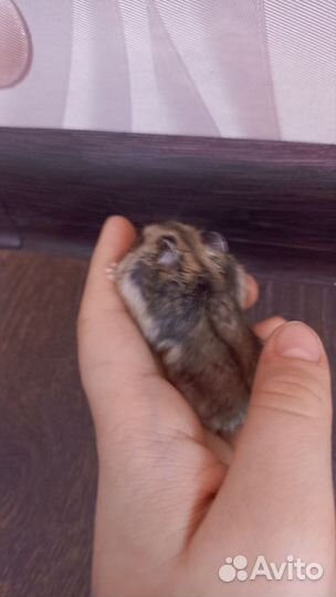 Хомяки джунгарские и породистые