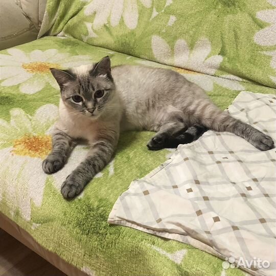 Кошка в дар бесплатно