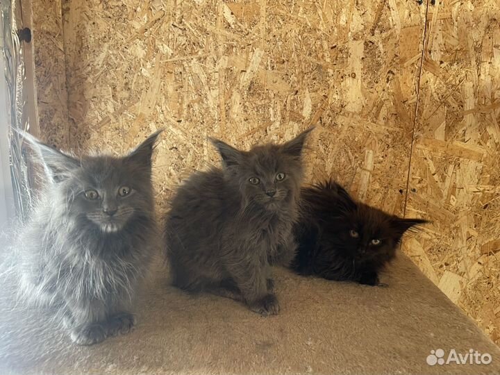 Котята мейн-кун с документами