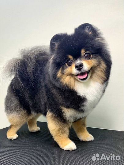 Груминг.Стрижка кошек и собак