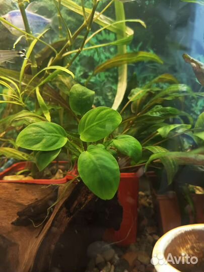 Аквариумные растения анубиас и криптокорина