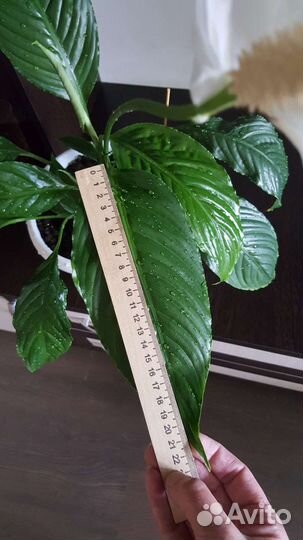 Спатифиллум