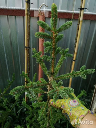 Ель канадская белая