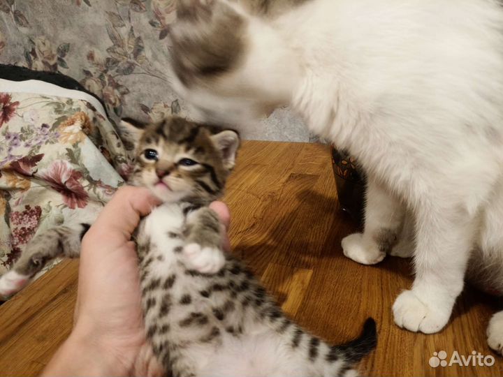 Котики в добрые руки