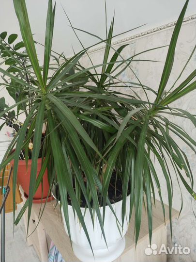 Пальма драцена