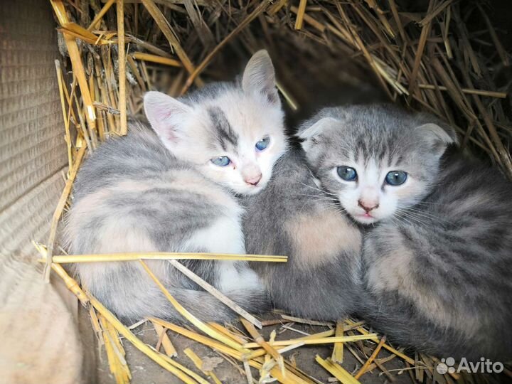 Британские котята