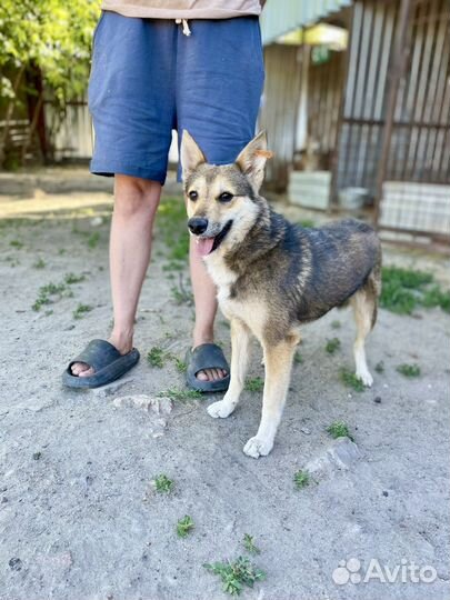 Собака в добрые руки