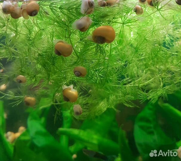 Улитки аквариумные Ампулярия