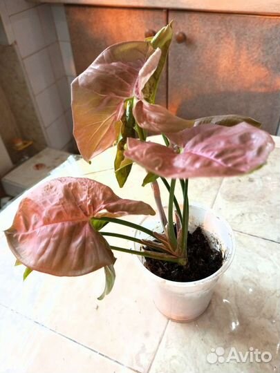 Сингониум Малиновый крем