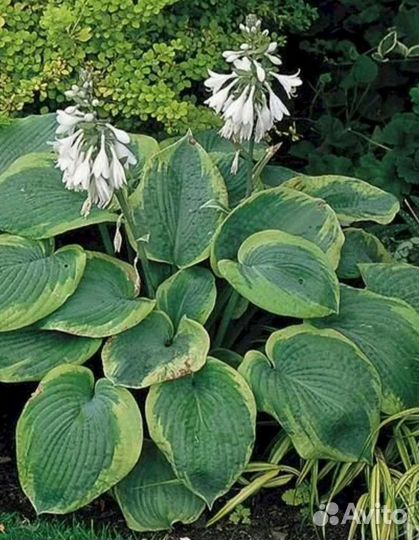 Хоста растение