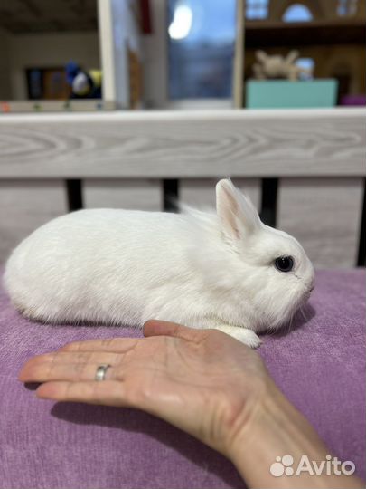 Кролик декоративный (порода львиноголовый)