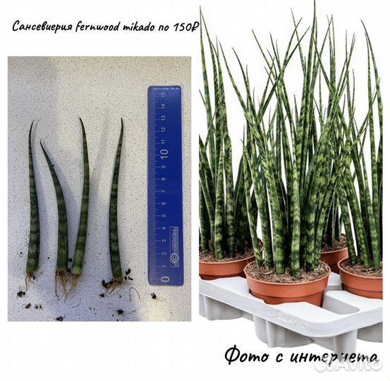 Панданус, непентес, спатифилум, гинура