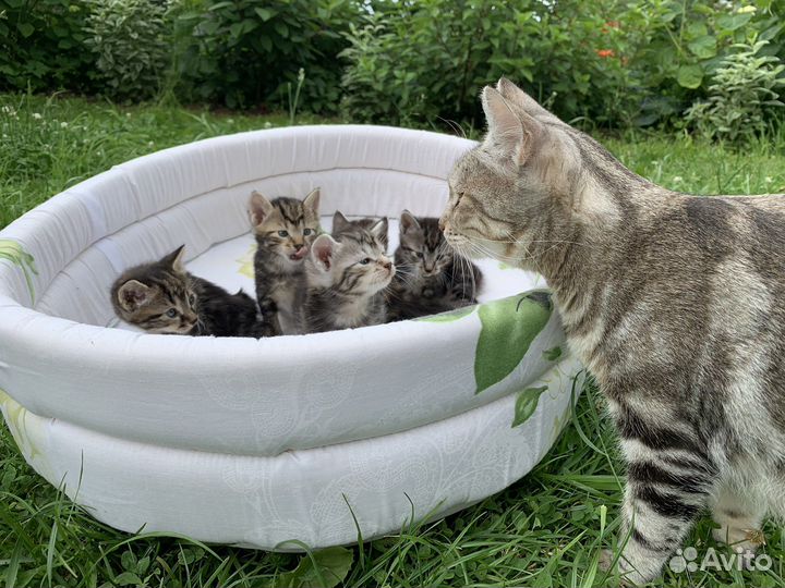 Котята курильский бобтейл