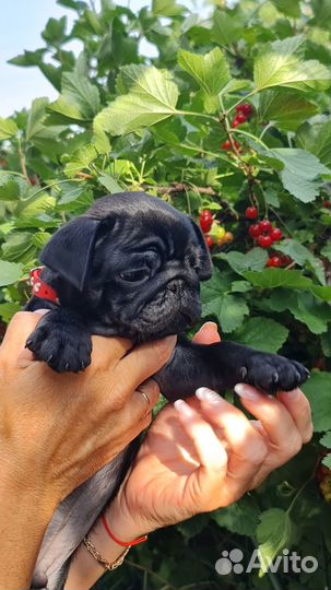 Щенки Мопса из питомника