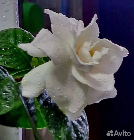 Гардения Belmont