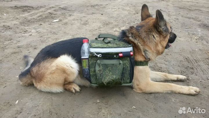 Дрессировка. Все районы. Область. Выезд домой