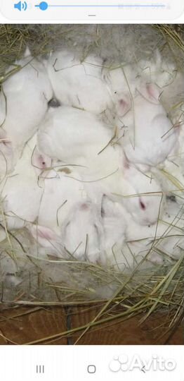 Покрытая крольчиха Белый панон