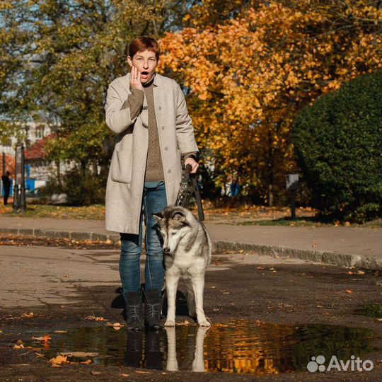 Дрессировка, детский сад для щенков