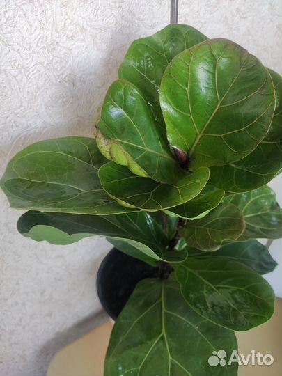 Фикус Лирата Бамбино